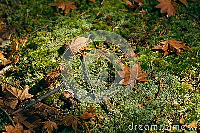 Dry maple leaves fall to the ground. The moss is densely covered throughout. Lonely Use images as background Stock Photo