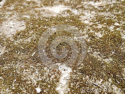 dry moss plants on cast cement Stock Photo