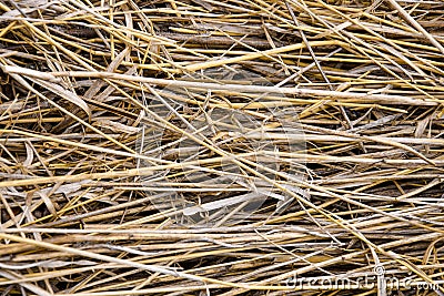 Dry mowed grass. Hay stored for drying. Rustic background. Harvesting feed for livestock. Preparing for winter. Close-up. Stock Photo