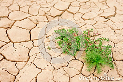Dry mud field Stock Photo