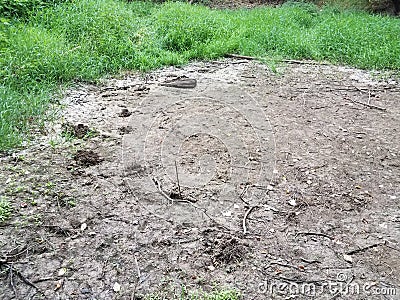 Dry mud pond with green grasses and plants Stock Photo