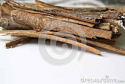 Dry oak bark on a white background. Quercus cortex. Quercus robur Stock Photo