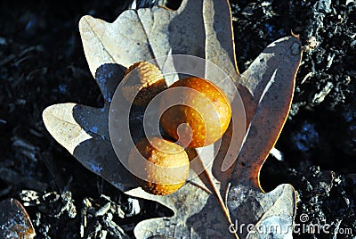 Dry oak leaf with wasp galls, on the ground close up detail, top view Stock Photo