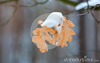 Dry oak leafs with snow Stock Photo