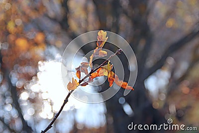 Dry oaken leaves on branch in autumn. Autumn come Stock Photo