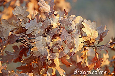 Dry oaken leaves on branch in autumn. Autumn come Stock Photo