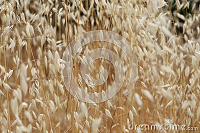 Dry oat straw Stock Photo