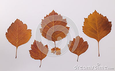 Dry orange viburnum leaves on isolated background Stock Photo