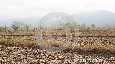 Dryland rice farming and beautiful view Stock Photo