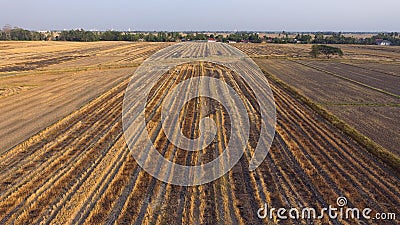 Dry paddy fields Stock Photo