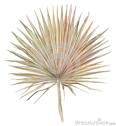 Dry palm leaf painted with watercolor dried flowers isolated Stock Photo