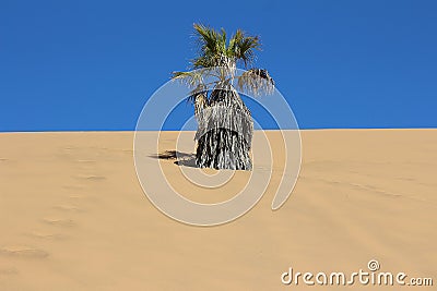 Dry palm in the dune Stock Photo