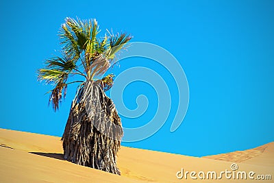 Dry palm in the sand dune. Namib desert Stock Photo