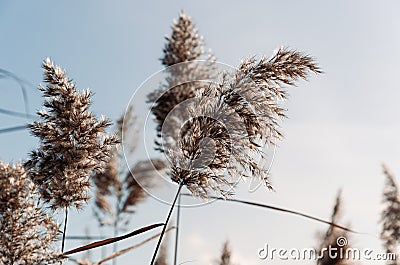 Dry pampas grass. Abstract natural background in neutral colors. Fluffy reed panicles outdoors. Selective focus Stock Photo