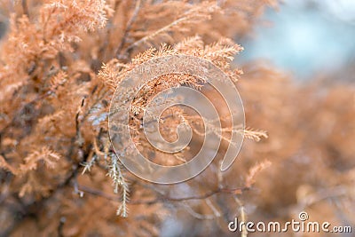 Dry pine, yellow and violet wildflowers. Toned image. Stock Photo