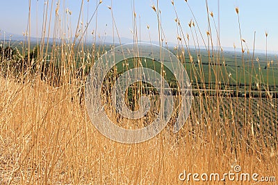 Dry plant in Priene ruins of an ancient antique city Stock Photo