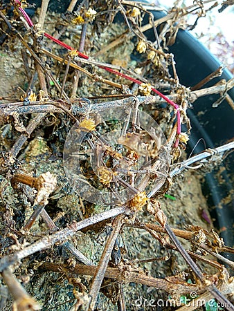 dry plants in pots Stock Photo