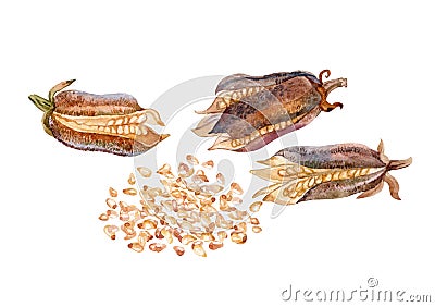 Sesam. Dry pods and sesame seeds. Watercolor. Stock Photo