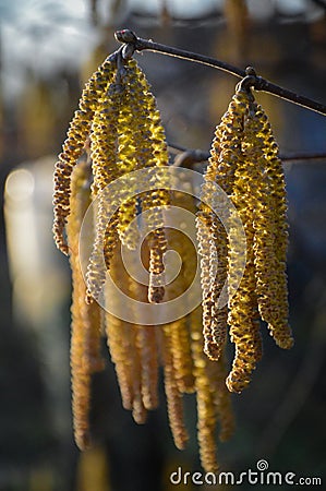 Dry Pollen leaves Stock Photo