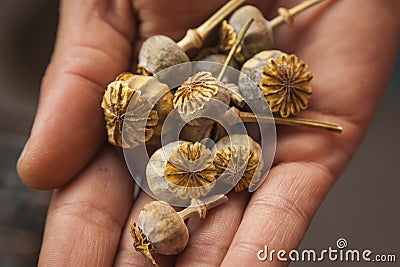 Dry poppy buds on a hand. Stock Photo