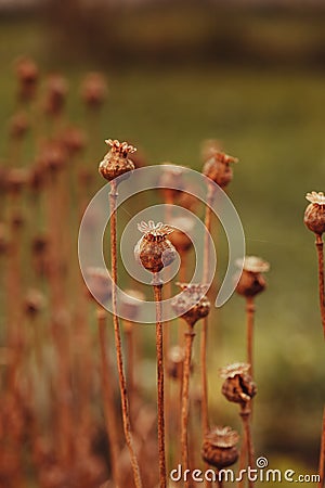 Dry poppy plant Stock Photo