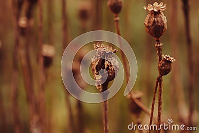 Dry poppy plant Stock Photo