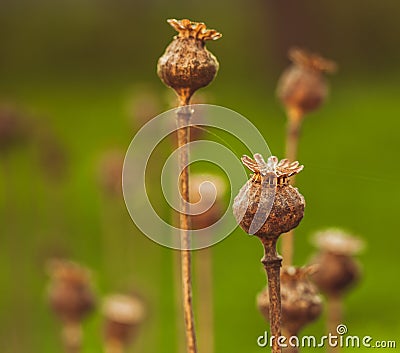 Dry poppy plant Stock Photo