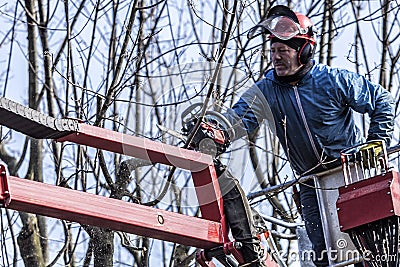 Dry pruning of trees by a man with a chainsaw, standing on a mechanical platform Stock Photo