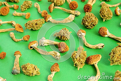 Dry psilocybin mushrooms on green background, natural pattern. Psychedelic magic mushrooms Golden Teacher. Medical usage. Microdos Stock Photo