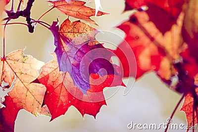 Dry red maple leafs Stock Photo