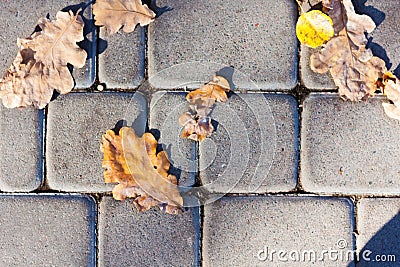 Dry red yellow leaves on the sidewalk, paving stones, concrete tiles in autumn fall on a sunny day Stock Photo