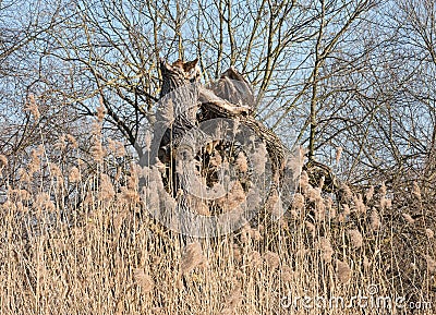 Dry reed in front of dead and broken willow tree Stock Photo