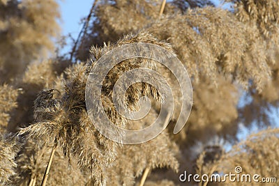 Dry reed inflorescences. Floristic background Stock Photo