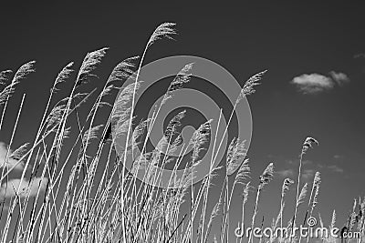 Dry reeds against the sky with clouds and sun, black and white photo Stock Photo