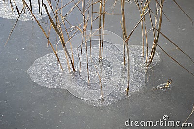 Dry reeds frozen in ice. Evening light. Natural background. Stock Photo