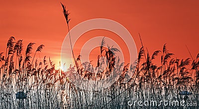 dry reeds sunset in Lacanau lake Stock Photo