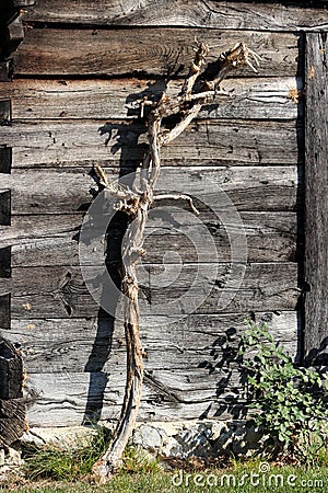 Dry remainings of old thick crawler plant surrounded with uncut grass on wooden boards wall background Stock Photo