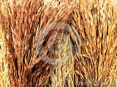 dry rice bunch, textured background Stock Photo