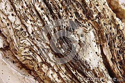 Dry riddled wood Stock Photo