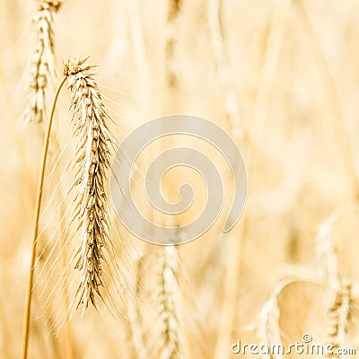 Dry ripe rye spicas of meadow field. Rural scenery, natural background. Agriculture, harvest concept. Stock Photo