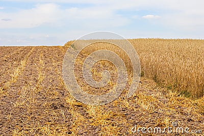 Dry ripe rye spicas of meadow field. Rural scenery, natural background. Agriculture, harvest concept. Stock Photo