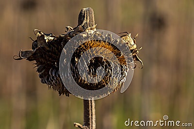 Dry ripened heads of seeds on agricultural field. Sunflowers harvest time Stock Photo