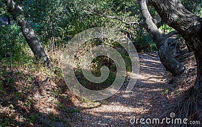 Dry riverbed path through a lush forest Stock Photo