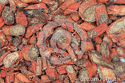 Dry root pieces of red sage, Salvia miltiorrhiza Stock Photo