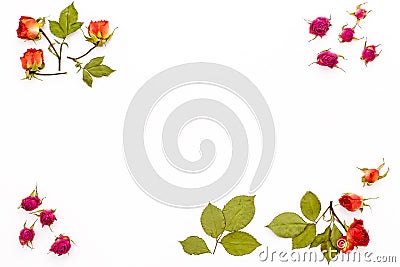 Dry rose flowers and branches with leaves in the corners on a white background. Frame of flower with empty space for text. Flat la Stock Photo