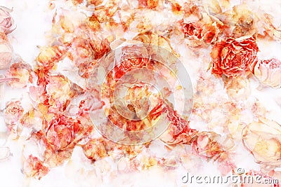 Dry roses beautiful, artistic background Stock Photo