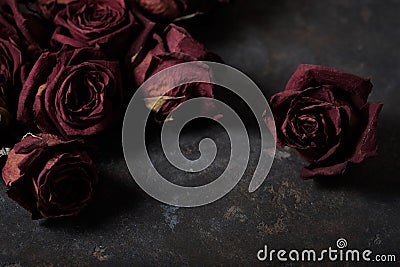 Beautiful dry roses Stock Photo