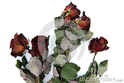Dry roses on a white isolated background. Dead flowers that were once a beautiful bouquet Stock Photo