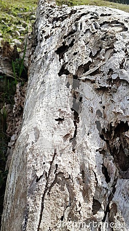 Dry rot wood, Weathered wood Stock Photo