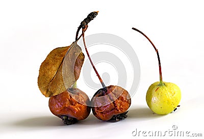 Dry ruck fruit Stock Photo